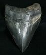 Massive , Serrated Megalodon Tooth #4561-1